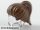 Lego figura Hair Female Ponytail, Brown
